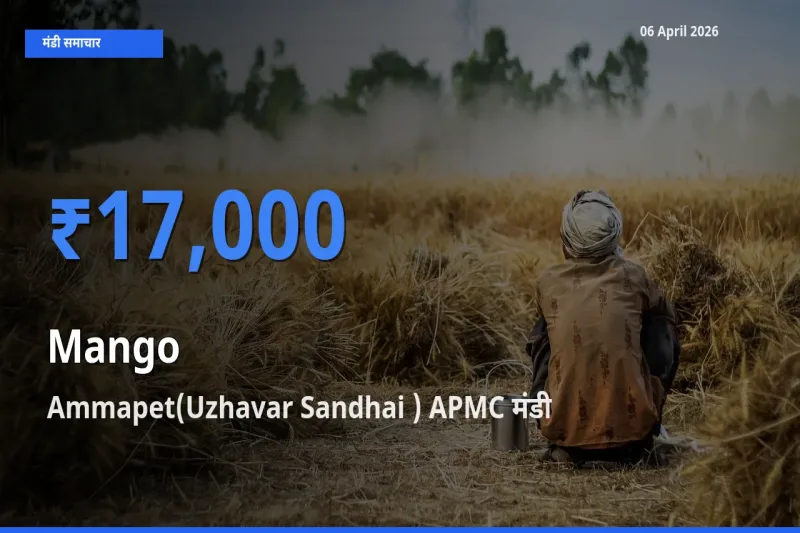आज आम के सबसे ज़्यादा दाम Ammapet(Uzhavar Sandhai ) APMC मंडी में दर्ज