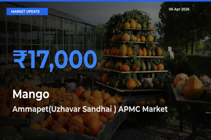 Ammapet(Uzhavar Sandhai ) APMC Offers ₹17,000 – Highest Mango Rate Today