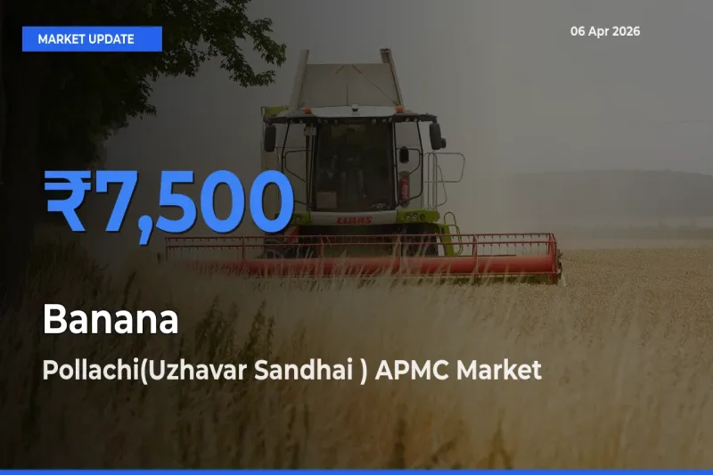 Banana Mandi Rate Today: Pollachi(Uzhavar Sandhai ) APMC Tops the List