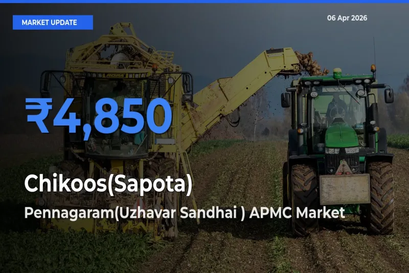 Top Performer! Pennagaram(Uzhavar Sandhai ) APMC Offers Best Chikoos(Sapota) Price Today