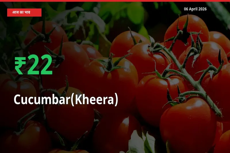 अचानक तेजी! मंडी में खीरा के दाम 22.41% चढ़े