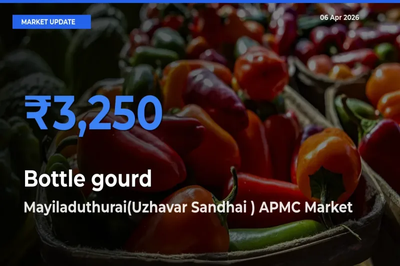 Farmers Prefer Mayiladuthurai(Uzhavar Sandhai ) APMC as Bottle gourd Hits Highest Rate
