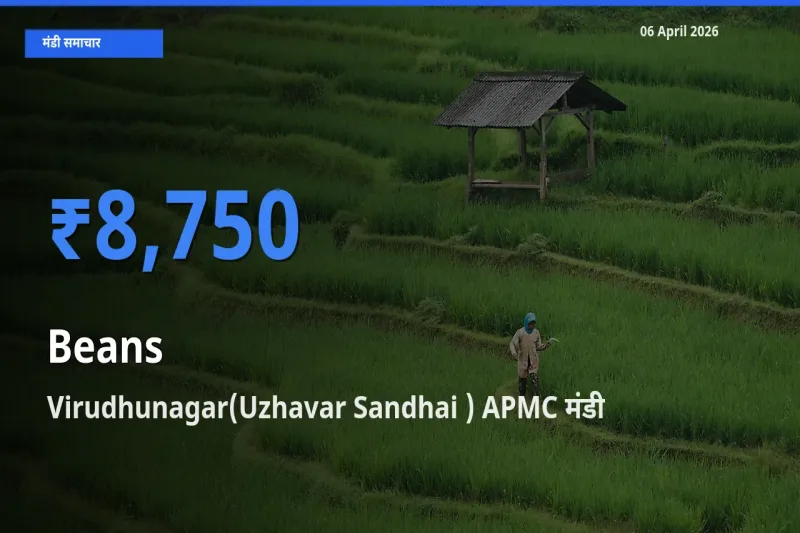 टॉप मंडी बना Virudhunagar(Uzhavar Sandhai ) APMC! फलियाँ (सेम) के सबसे ऊँचे दाम यहीं दर्ज