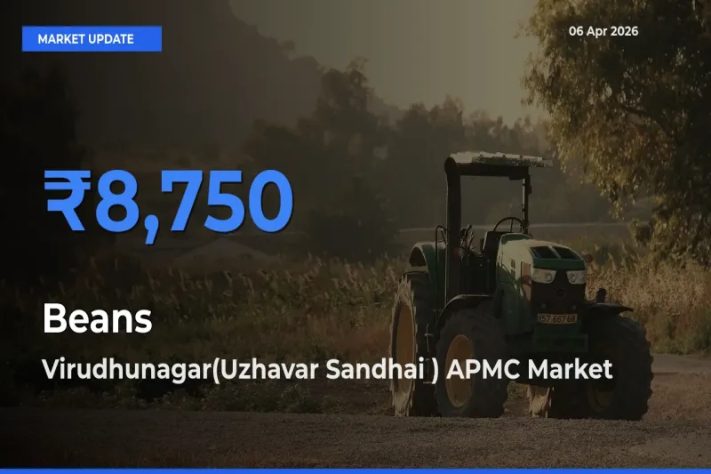 Top Performer! Virudhunagar(Uzhavar Sandhai ) APMC Offers Best Beans Price Today