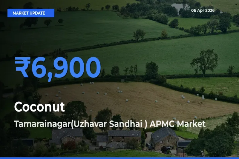 Tamarainagar(Uzhavar Sandhai ) APMC Emerges as Top Mandi for Coconut Prices Today
