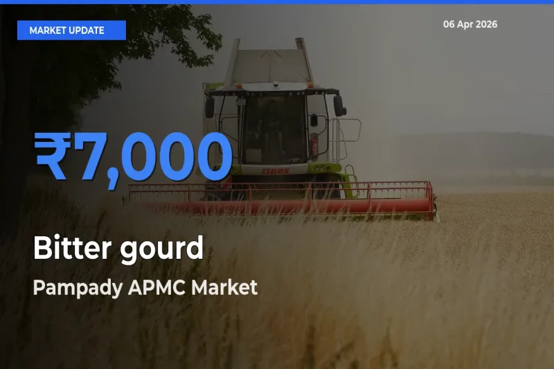 Pampady APMC Emerges as Top Mandi for Bitter gourd Prices Today