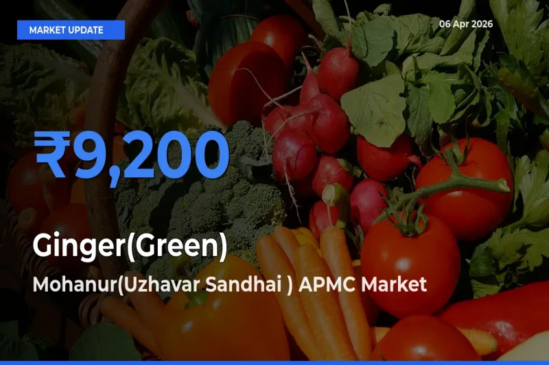 Mohanur(Uzhavar Sandhai ) APMC Leads as Top Mandi for Ginger(Green) Prices