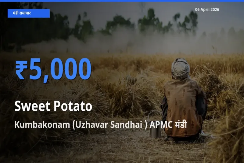 06 April अपडेट: शकरकंद के सबसे ऊँचे दाम Kumbakonam (Uzhavar Sandhai ) APMC मंडी में