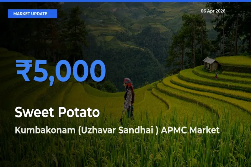 Kumbakonam (Uzhavar Sandhai ) APMC Emerges as Top Mandi for Sweet Potato Prices Today