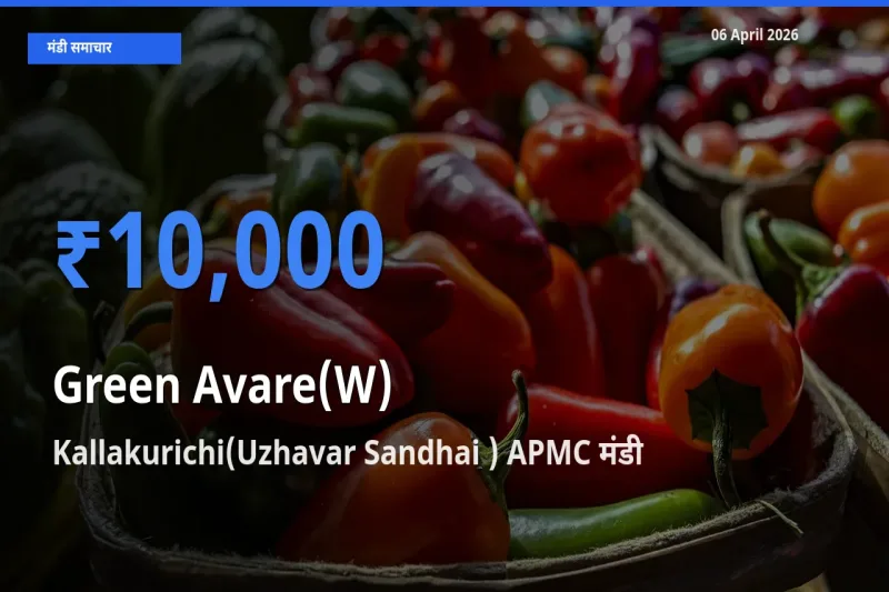 आज हरी सेम के सबसे ज़्यादा दाम Kallakurichi(Uzhavar Sandhai ) APMC मंडी में दर्ज