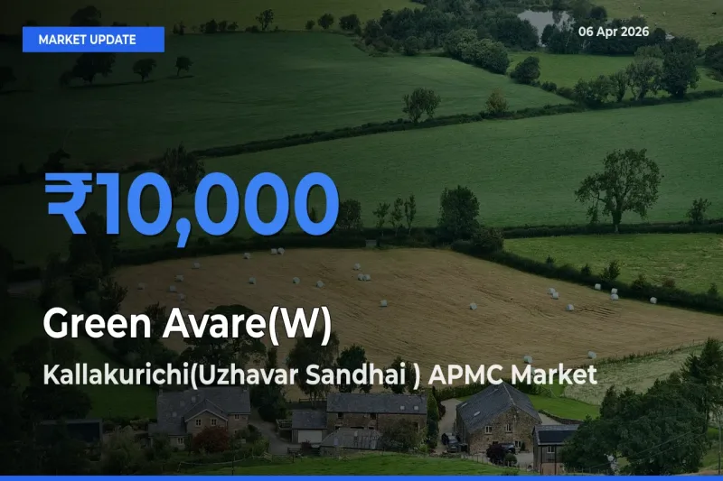 Green Avare(W) Mandi Rate Today: Kallakurichi(Uzhavar Sandhai ) APMC Tops the List