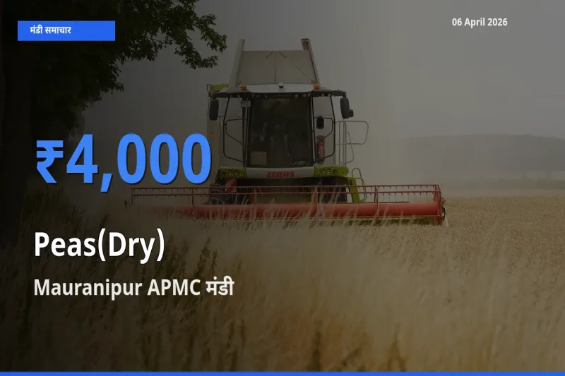आज सूखी मटर के सबसे ऊँचे दाम ₹4,000 Mauranipur APMC मंडी में