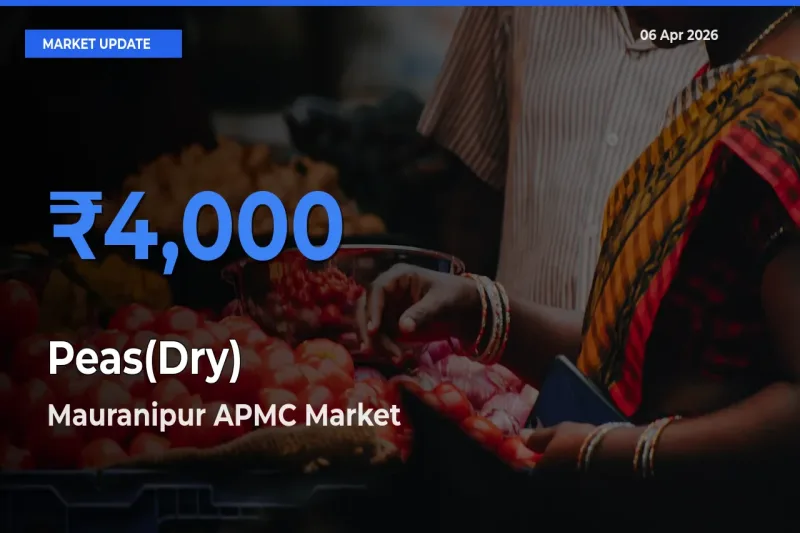 Farmers Prefer Mauranipur APMC as Peas(Dry) Hits Highest Rate