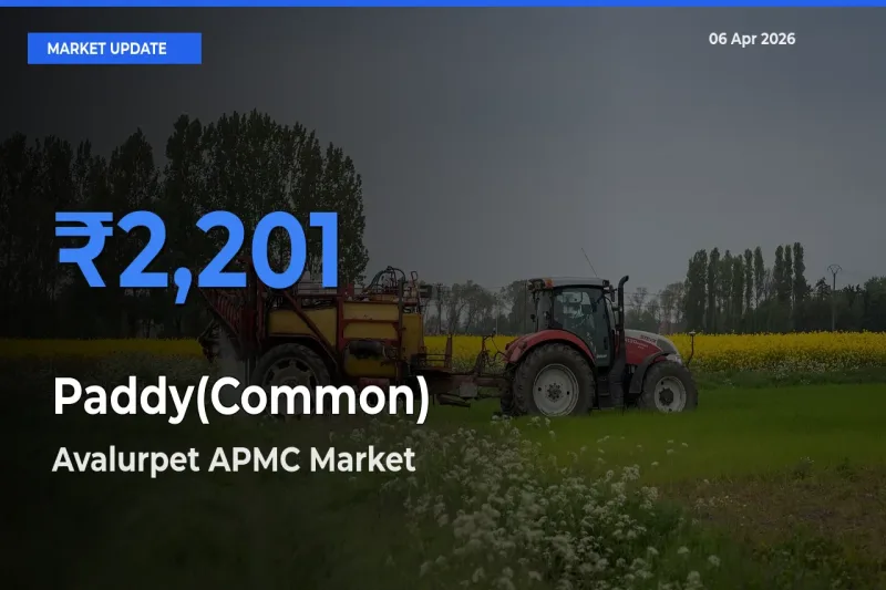 Farmers Prefer Avalurpet APMC as Paddy(Common) Hits Highest Rate