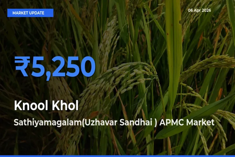 Sathiyamagalam(Uzhavar Sandhai ) APMC Leads as Top Mandi for Knool Khol Prices