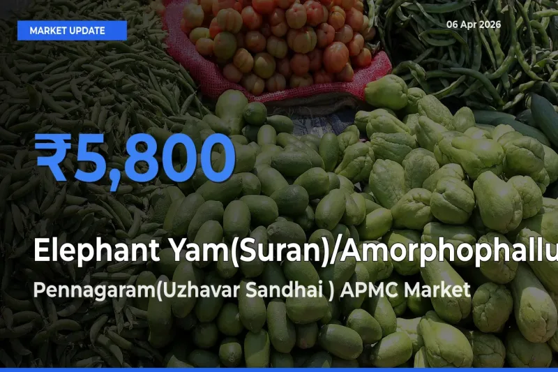 Pennagaram(Uzhavar Sandhai ) APMC Tops Elephant Yam(Suran)/Amorphophallus Mandi Rates Today