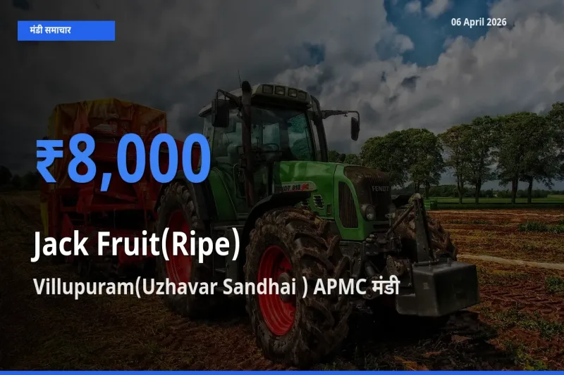 टॉप मंडी बना Villupuram(Uzhavar Sandhai ) APMC! पका कटहल के सबसे ऊँचे दाम यहीं दर्ज