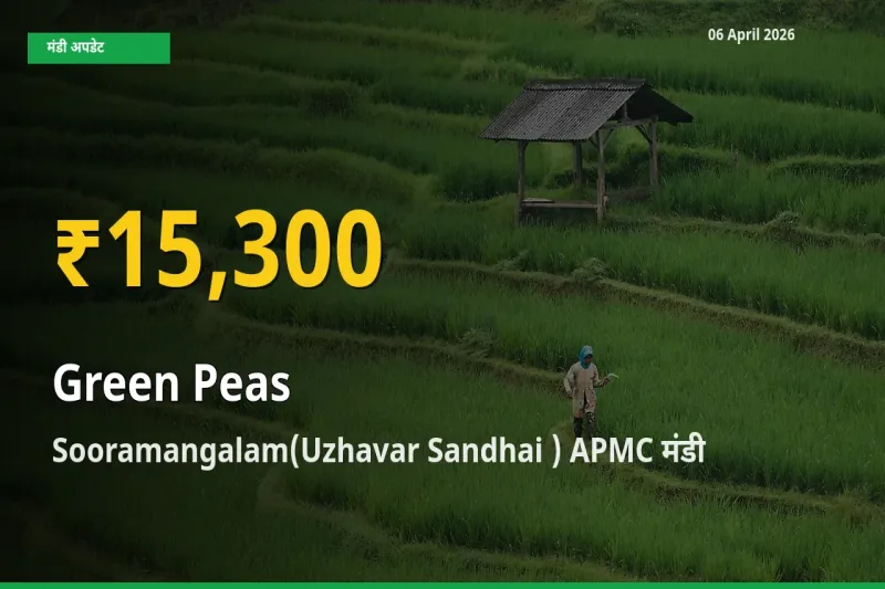 आज का मंडी भाव: Sooramangalam(Uzhavar Sandhai ) APMC में हरा मटर सबसे ऊँचे स्तर पर