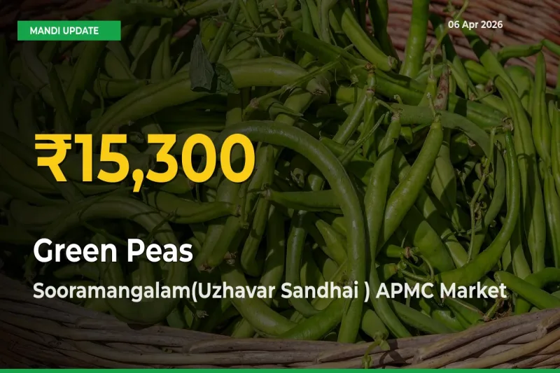 Green Peas Price Hits New High in Sooramangalam(Uzhavar Sandhai ) APMC Today – Check Latest Mandi Rates