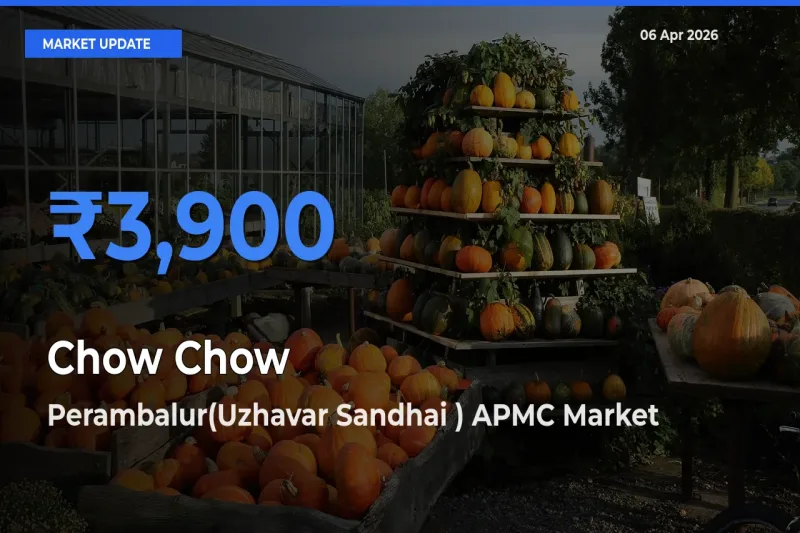 Farmers Prefer Perambalur(Uzhavar Sandhai ) APMC as Chow Chow Hits Highest Rate