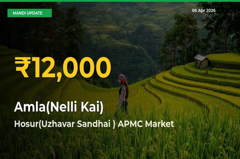 Amla(Nelli Kai) Mandi Rate Surges Today in Hosur(Uzhavar Sandhai ) APMC – Highest Level in 30 Days