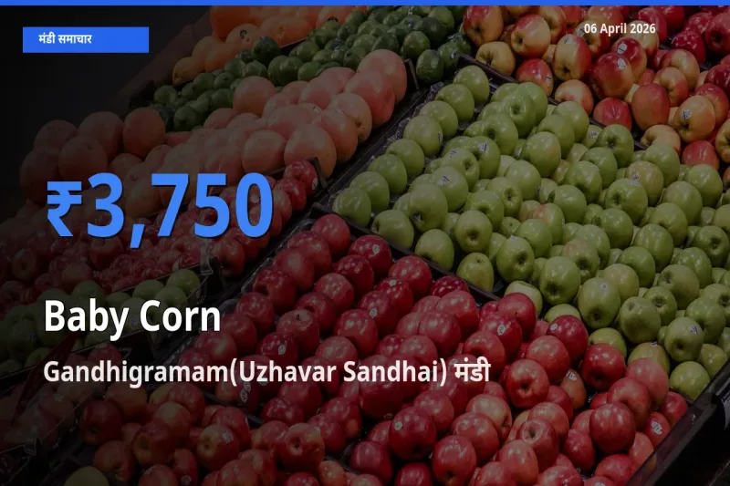 Gandhigramam(Uzhavar Sandhai) में बेबी कॉर्न का आज सबसे ऊँचा भाव