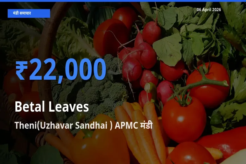 आज का मंडी भाव: पान के पत्ते के सबसे ज़्यादा दाम Theni(Uzhavar Sandhai ) APMC में