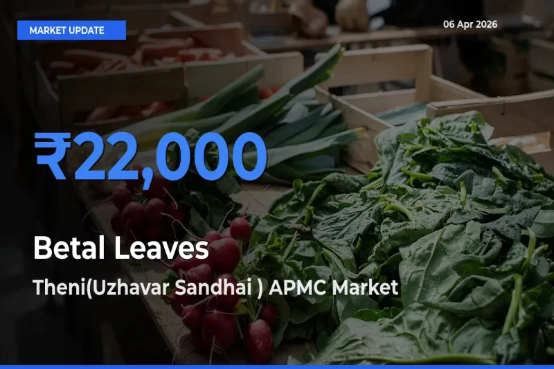 Theni(Uzhavar Sandhai ) APMC Leads as Top Mandi for Betal Leaves Prices