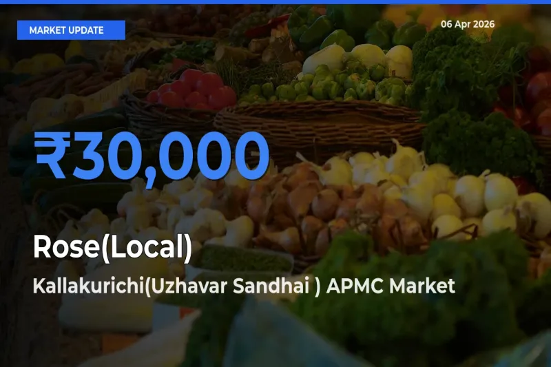 Kallakurichi(Uzhavar Sandhai ) APMC Emerges as Top Mandi for Rose(Local) Prices Today