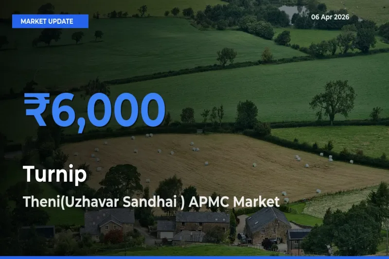Market Watch: Theni(Uzhavar Sandhai ) APMC Becomes Top Mandi for Turnip
