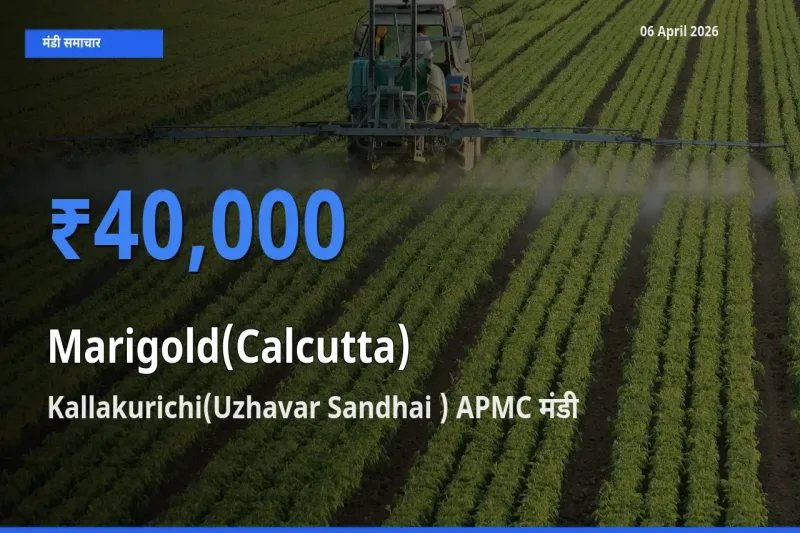 Kallakurichi(Uzhavar Sandhai ) APMC मंडी में गेंदा (कलकत्ता) ₹40,000 पर पहुँचा – आज का सर्वोच्च भाव
