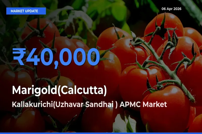 Kallakurichi(Uzhavar Sandhai ) APMC Tops Marigold(Calcutta) Mandi Rates Today