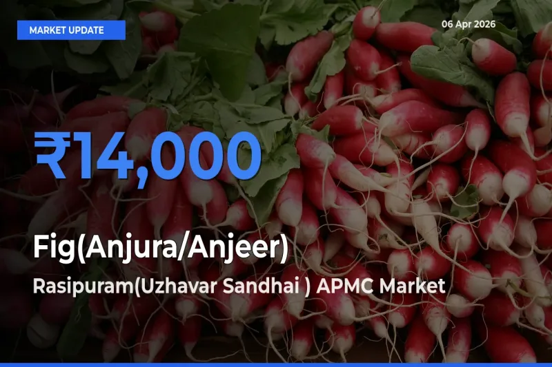 Rasipuram(Uzhavar Sandhai ) APMC Records Highest ₹14,000 Rate for Fig(Anjura/Anjeer)