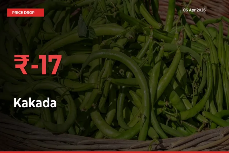 Why Kakada Prices Fell 17.24% in a Day at Mandis
