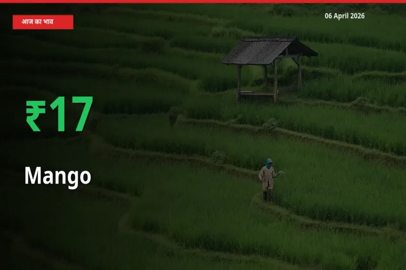 आज का मंडी भाव: आम के दाम मंडी में 16.76% ऊपर