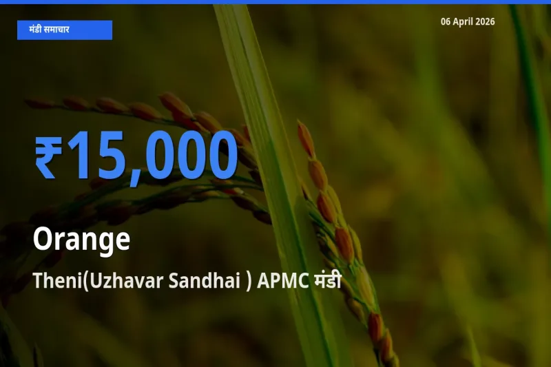 बाज़ार संकेत: Theni(Uzhavar Sandhai ) APMC बना संतरा के लिए आज की टॉप मंडी