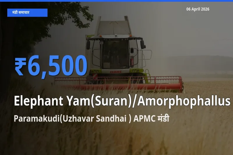 06 April अपडेट: जिमीकंद (सूरन) के सबसे ऊँचे दाम Paramakudi(Uzhavar Sandhai ) APMC मंडी में
