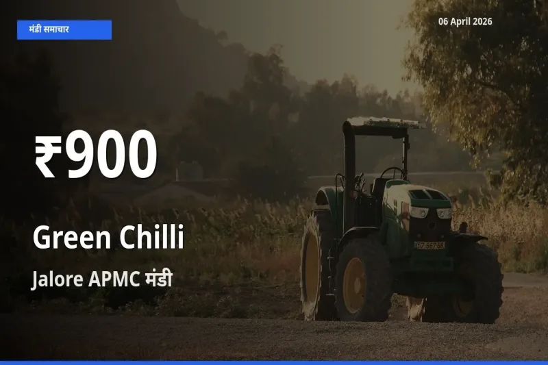 हरी मिर्च के दामों में गिरावट, Jalore APMC में 30 दिन का न्यूनतम भाव