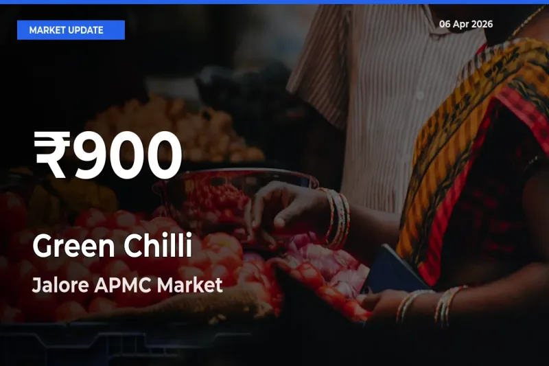 Green Chilli Prices Touch 30-Day Low in Jalore APMC – April 06 Update