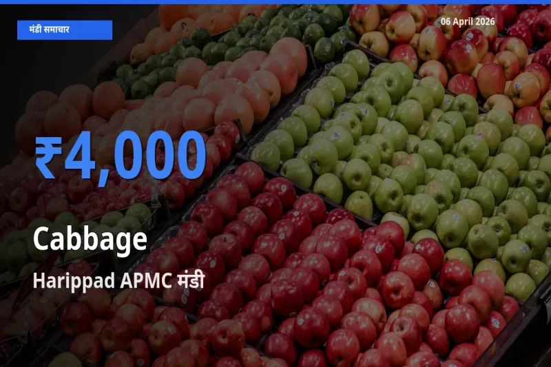 आज पत्ता गोभी के सबसे ऊँचे दाम ₹4,000 Harippad APMC मंडी में
