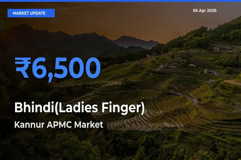 Bhindi(Ladies Finger) Mandi Rate Today: Kannur APMC Tops the List