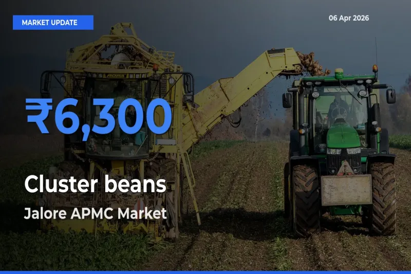 Jalore APMC Emerges as Top Mandi for Cluster beans Prices Today