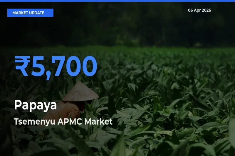 Top Performer! Tsemenyu APMC Offers Best Papaya Price Today