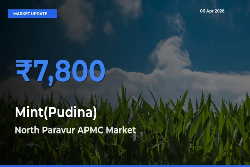 Farmers Prefer North Paravur APMC as Mint(Pudina) Hits Highest Rate