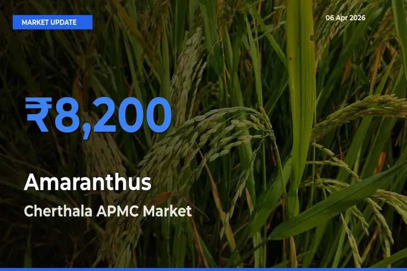 Top Performer! Cherthala APMC Offers Best Amaranthus Price Today
