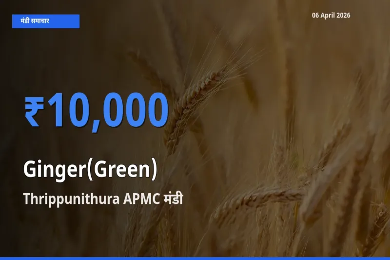 किसानों की पसंद बना Thrippunithura APMC, अदरक (हरा) के सबसे अच्छे दाम