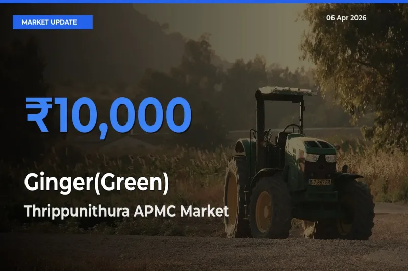 Thrippunithura APMC Leads as Top Mandi for Ginger(Green) Prices