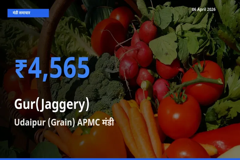 आज गुड़ के सबसे ज़्यादा दाम Udaipur (Grain) APMC मंडी में दर्ज