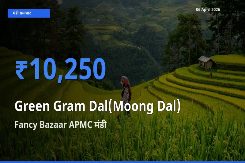 आज मूंग दाल के सबसे ऊँचे दाम ₹10,250 Fancy Bazaar APMC मंडी में