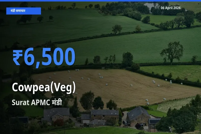 Surat APMC मंडी में लोबिया फली ₹6,500 पर पहुँचा – आज का सर्वोच्च भाव